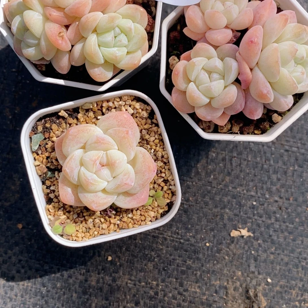 蔓*2-67多肉多肉多肉多肉多肉多肉