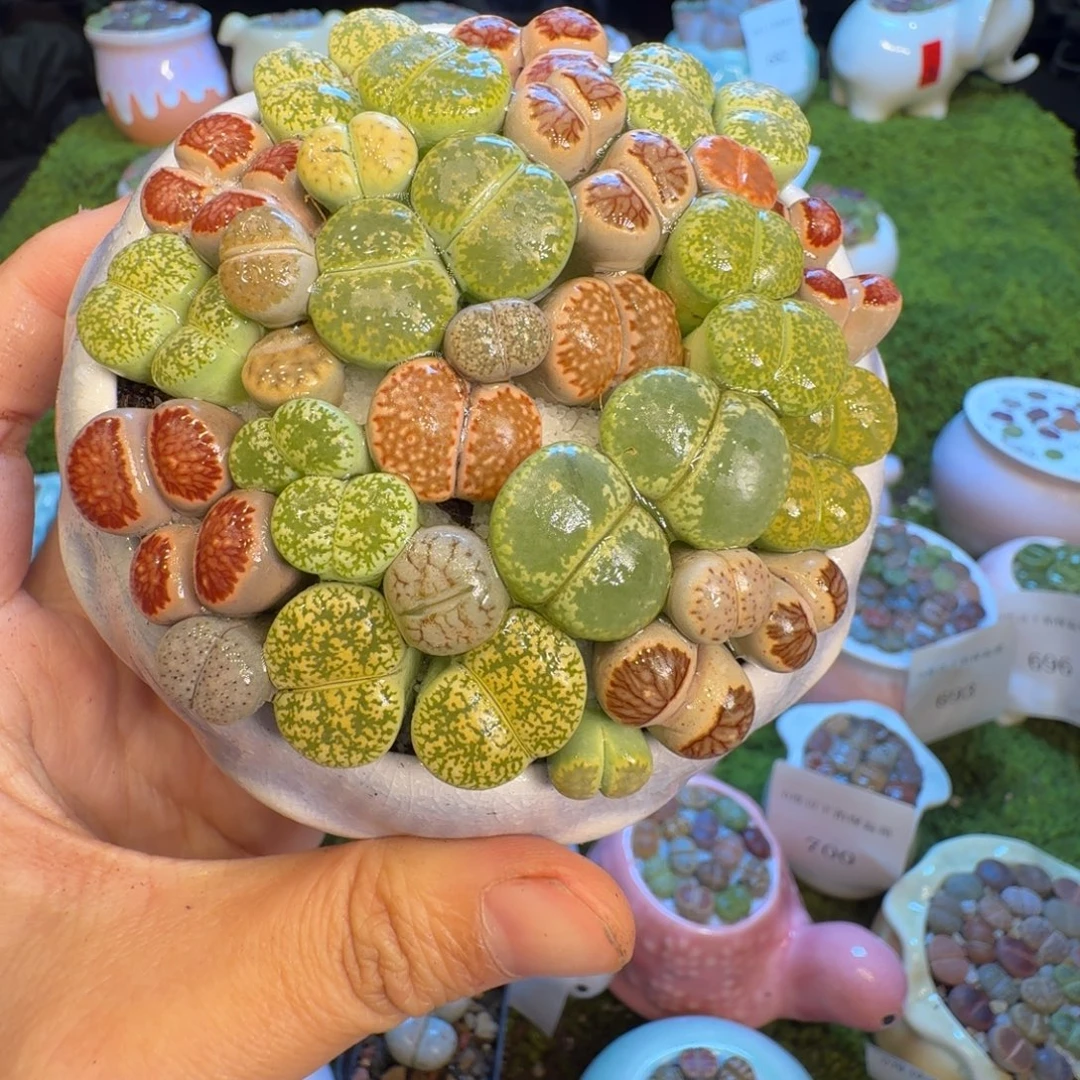 多肉植物福利冲701