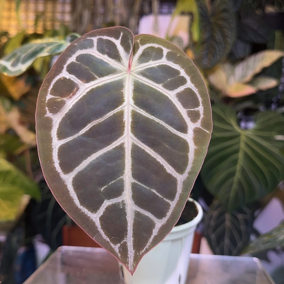 完全开放Q132粉铜