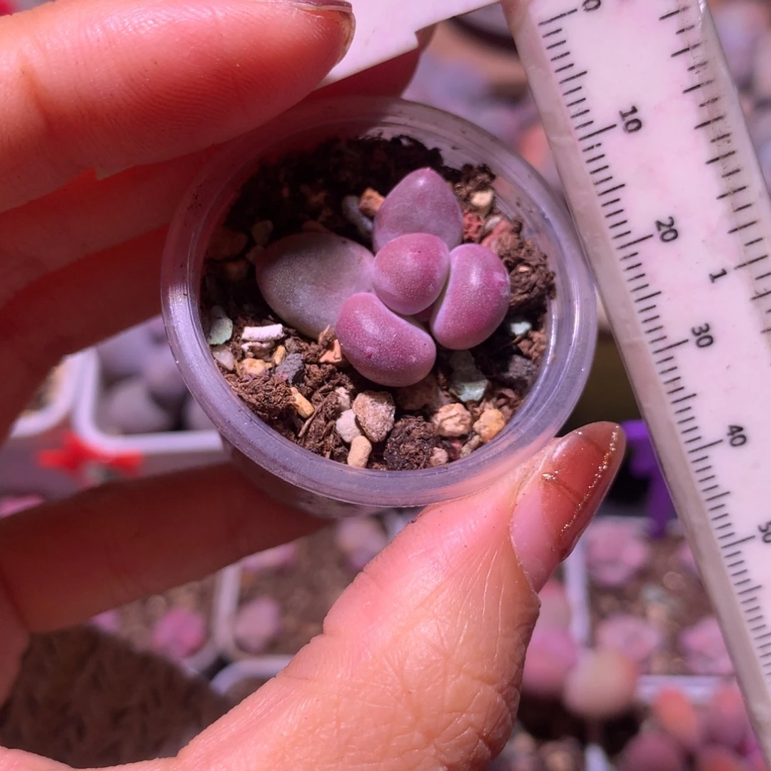 黄金鸡蛋大叶奶 不凑满28元发一片叶 不售后 到付