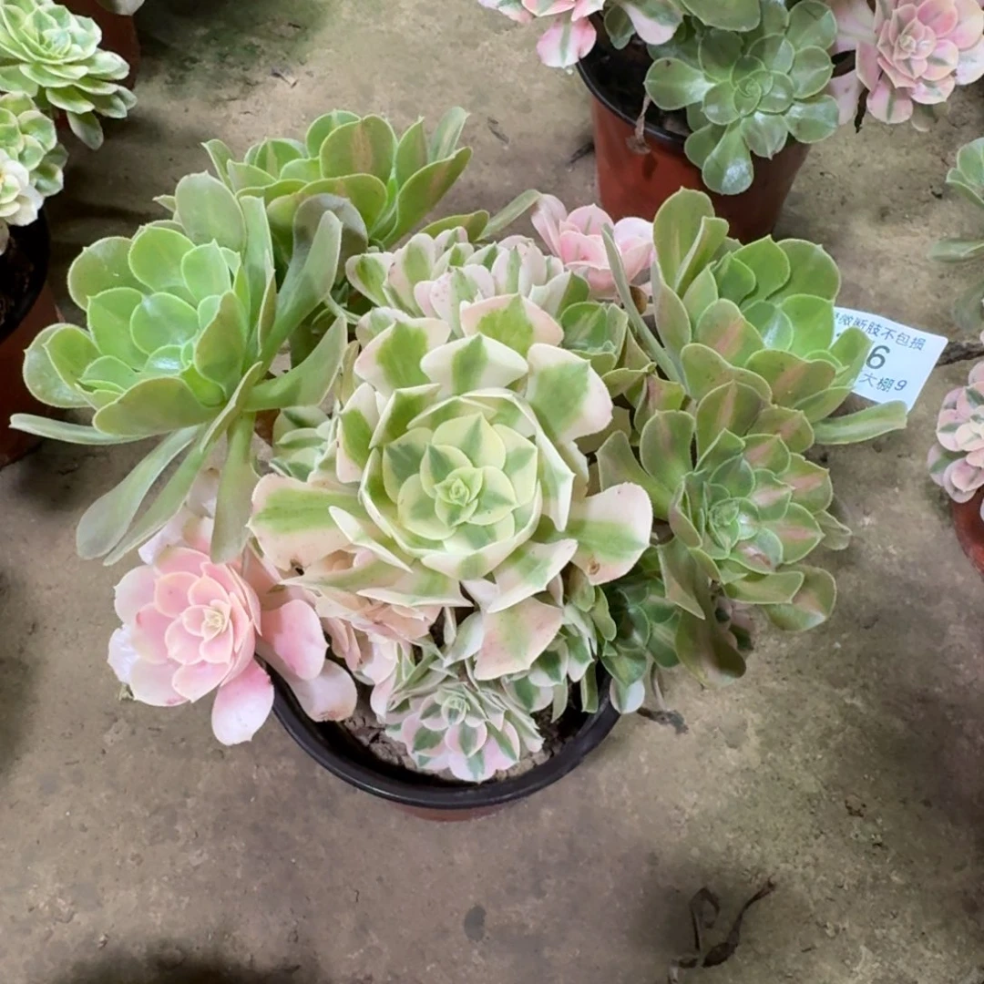 166粉女巫阴阳多肉植物