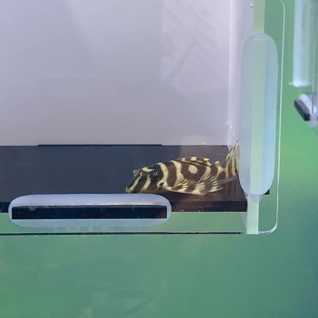 清道夫鱼皇室异型5号