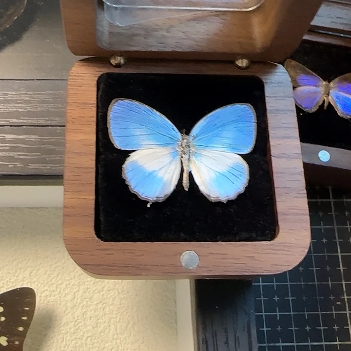 我***的真蝴蝶标本胡桃木盒