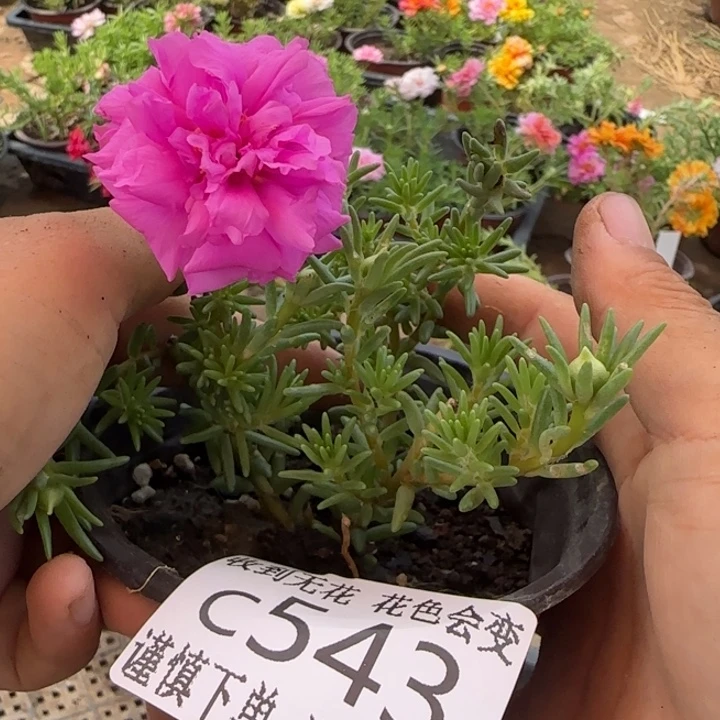 无花朵C543超小苗盆口10cm