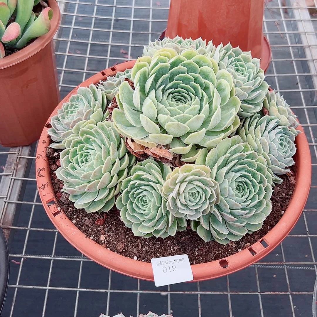 曼***华019昂斯诺多肉植物多肉