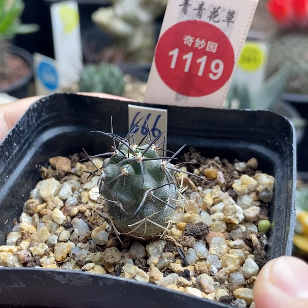 实生龙爪球栗星玉1.8cm