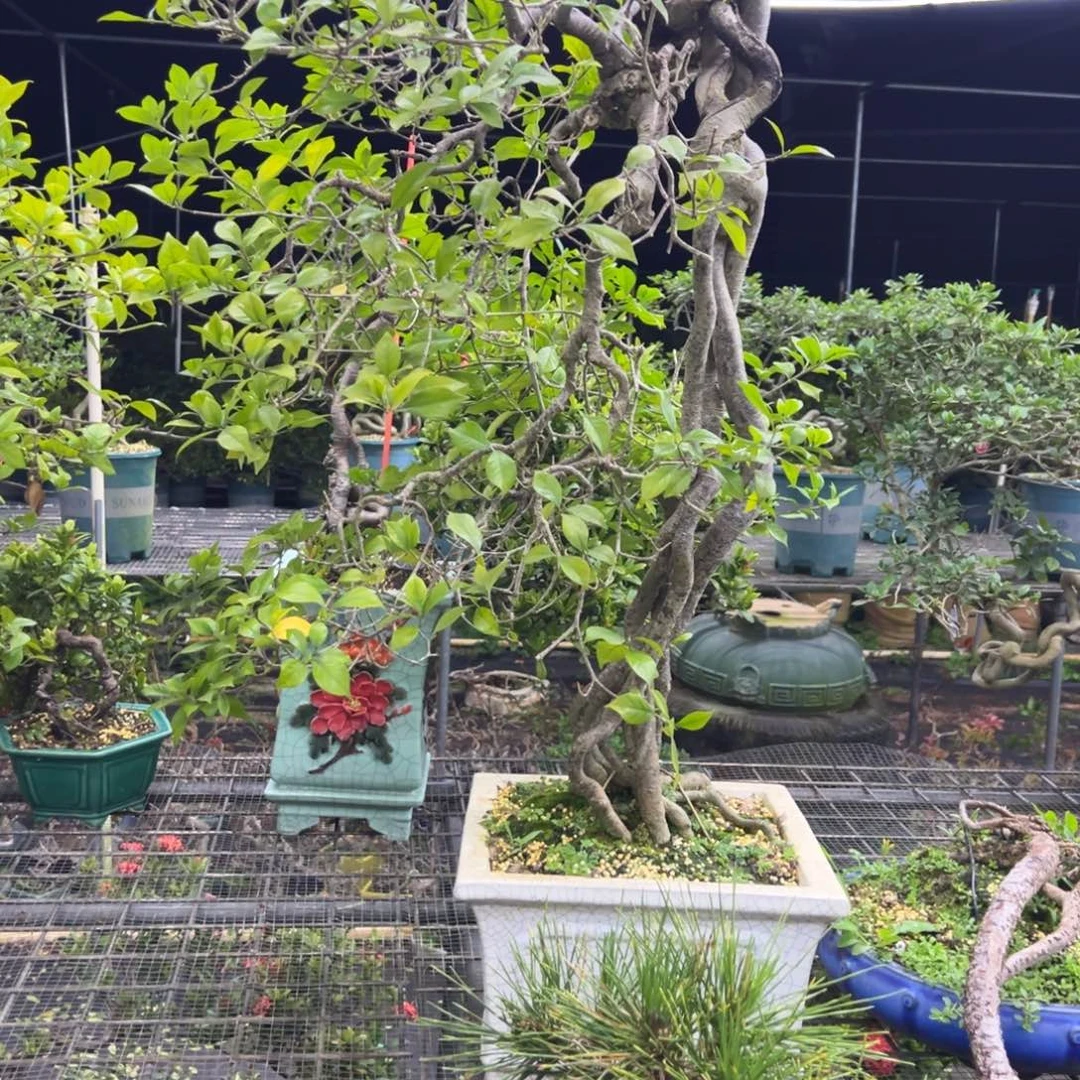 K***&无花朵栀子花盆景老桩