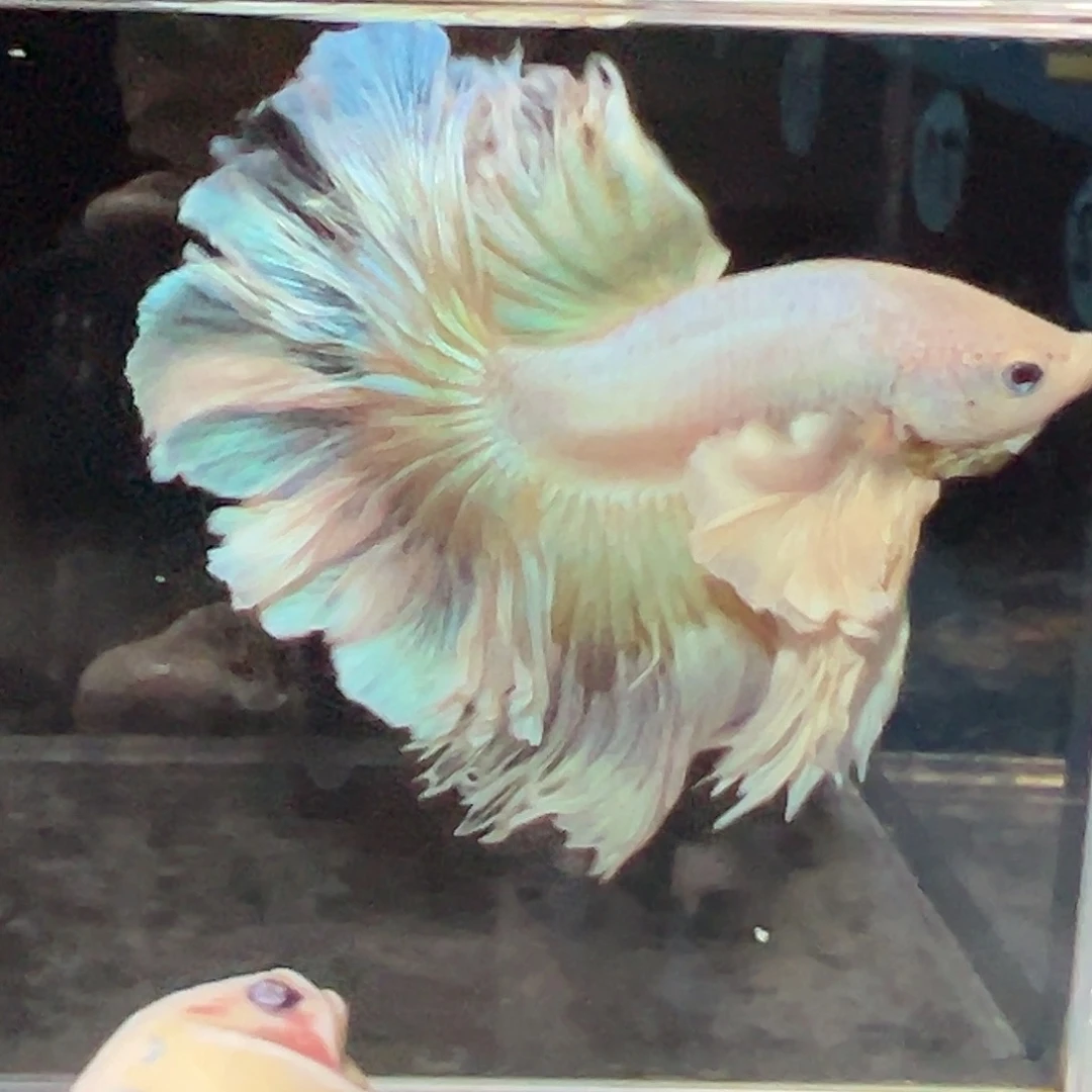 斗鱼19号巨耳粉黄婚降价出