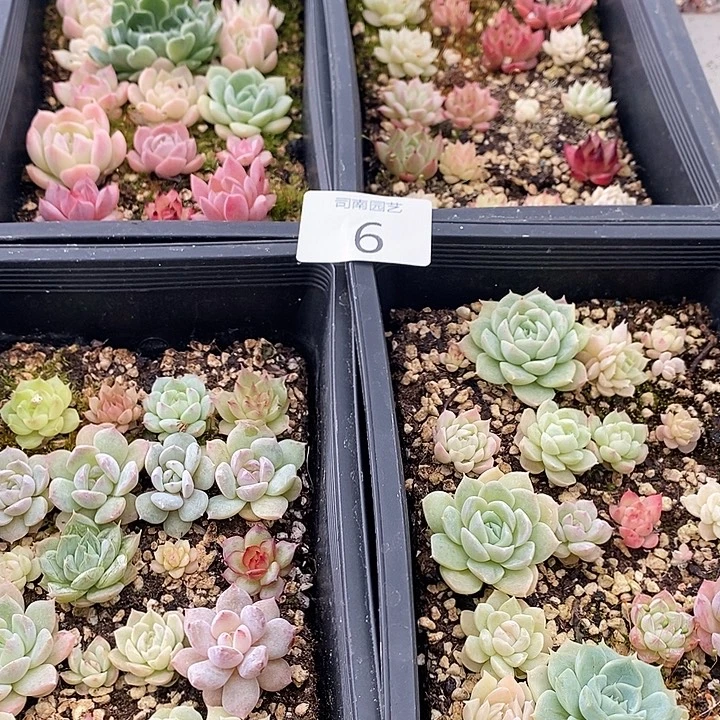 6 多肉植物盆栽花卉