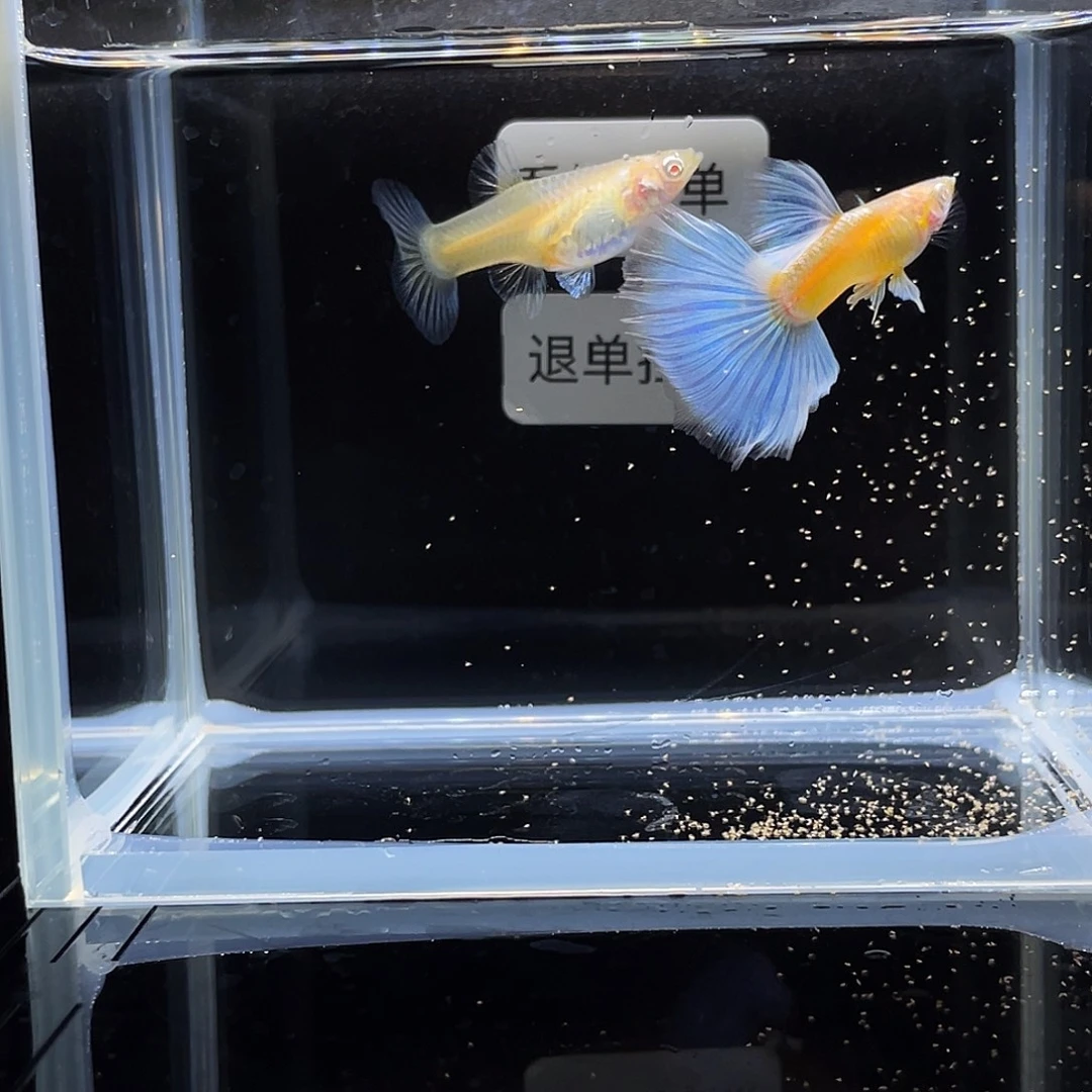 孔雀鱼蓝白半月尾