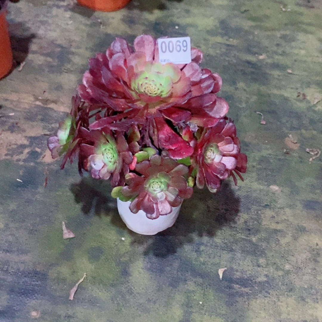 兮***°红铜0069多肉1111