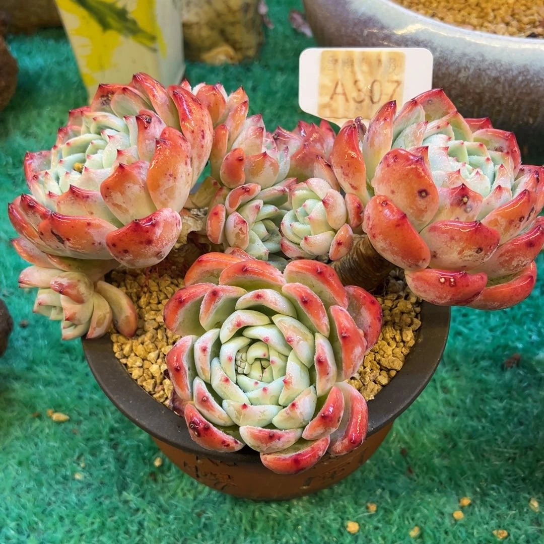 望舒，，，，，，，，，，，，，，，