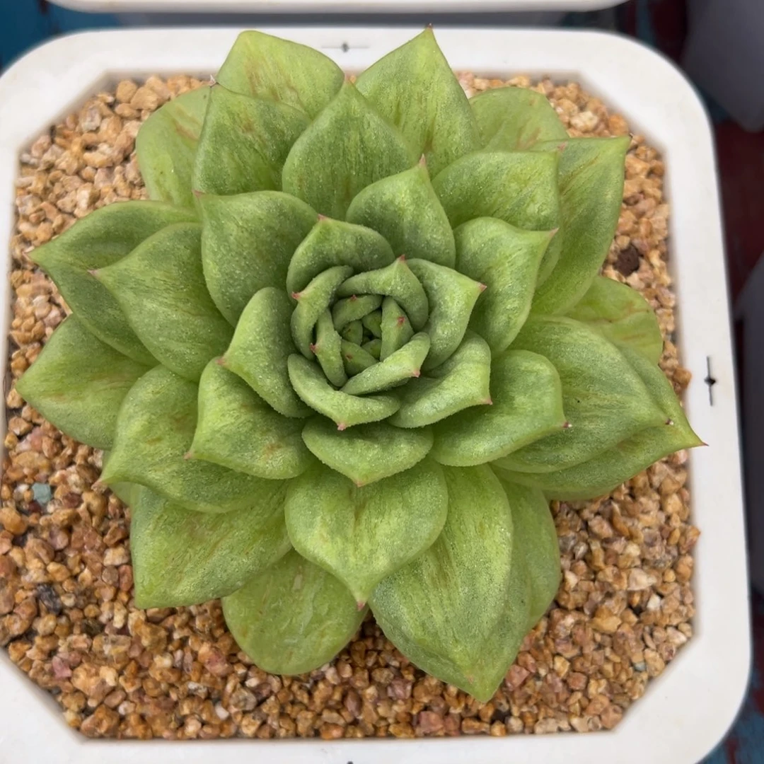 多肉植物一物一拍03