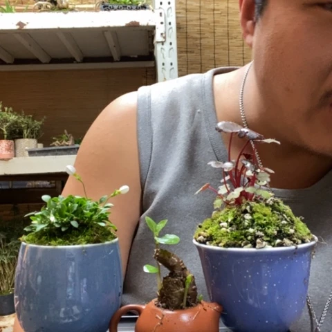 红陶一物一拍所见即所得219