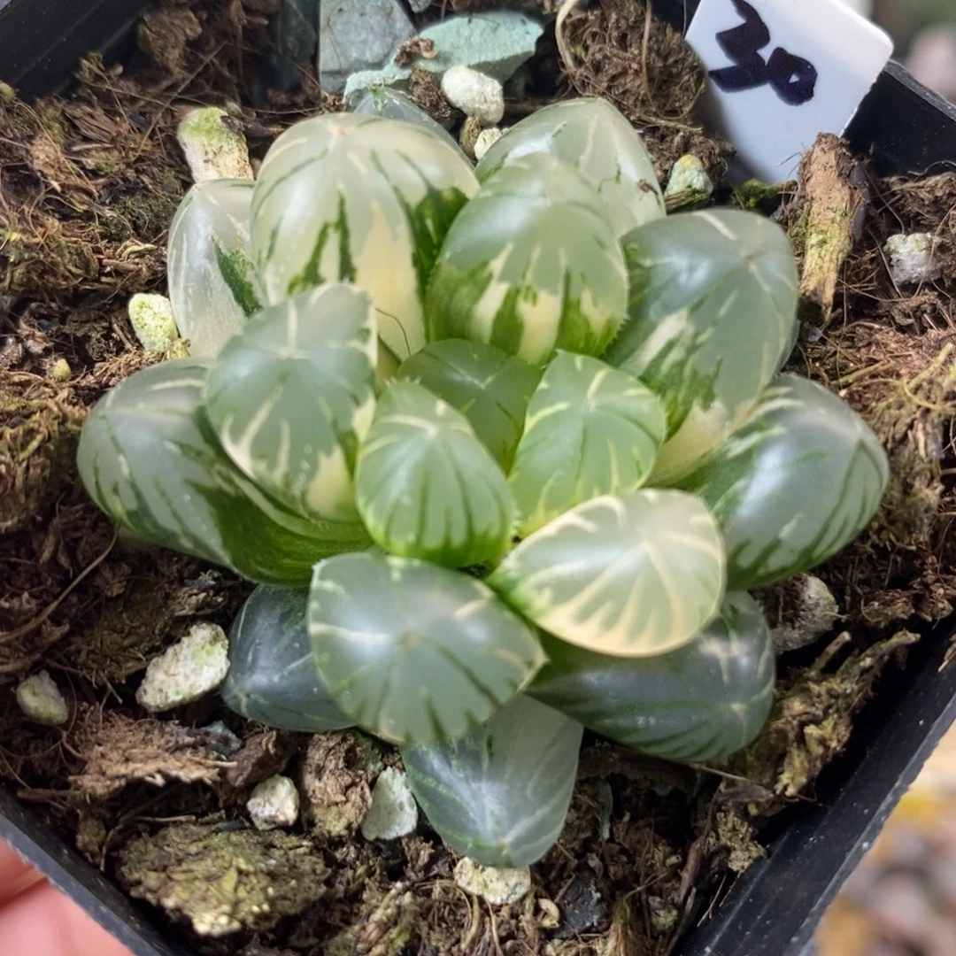 30地泉玉露锦一物一拍