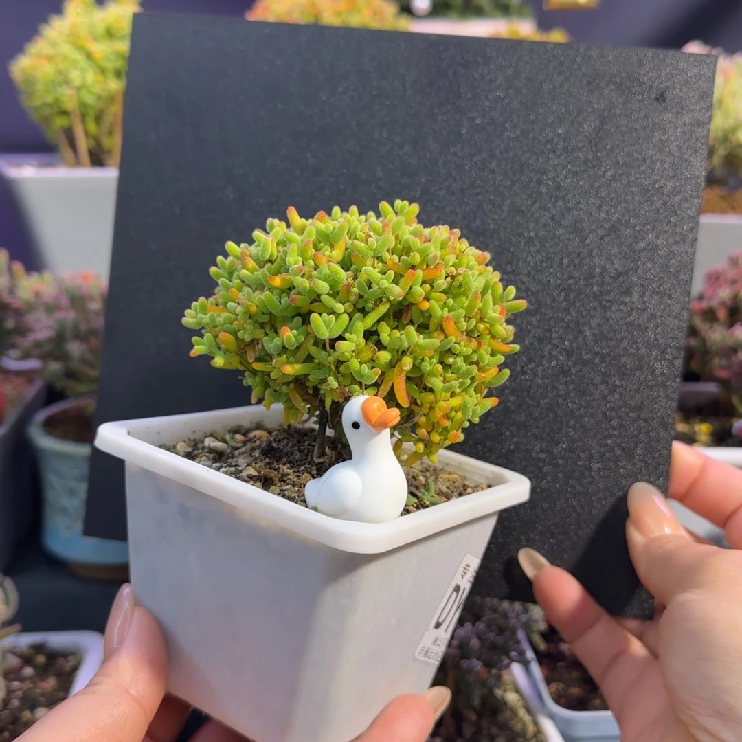 dy0753精控蜜橘直杆老桩冠服6.5cm