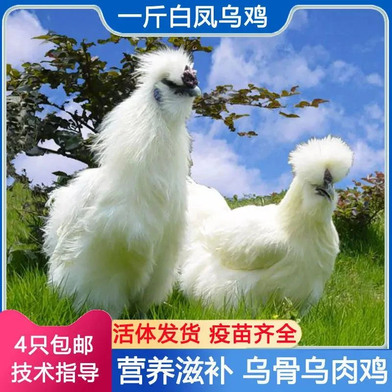 一斤发货青年泰和乌骨鸡白凤乌骨鸡宠物鸡产蛋鸡白凤头丝毛乌骨鸡