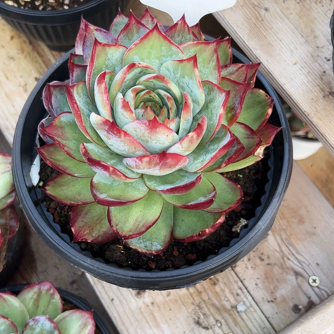 蔷***薇惊鸿仙子8022号不周正介意勿拍