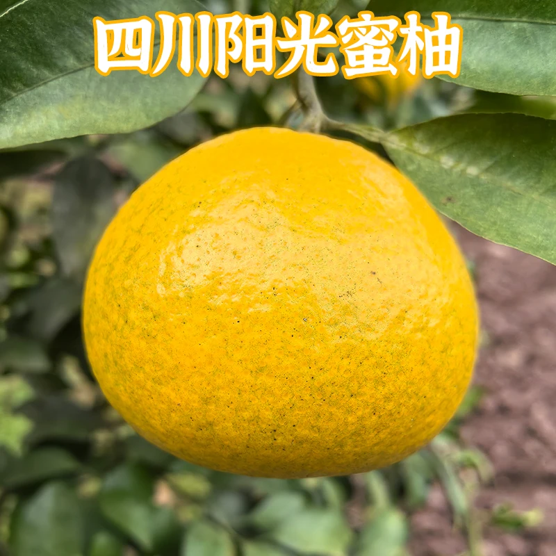 四川纯露天种植阳光一号阳光蜜柚皮薄多汁肉厚味甜