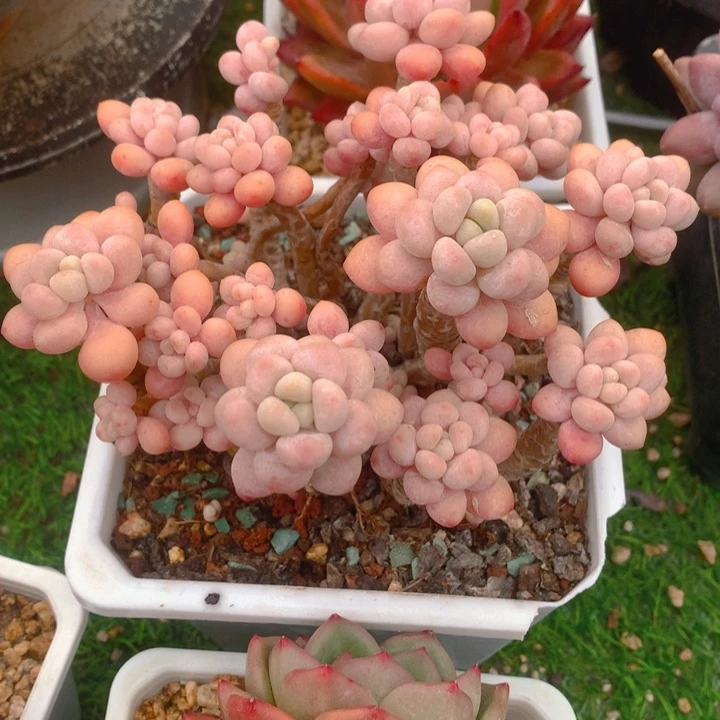 娟*多肉乐园精神洛可可