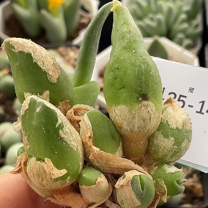 25-145哈默兔多肉植物