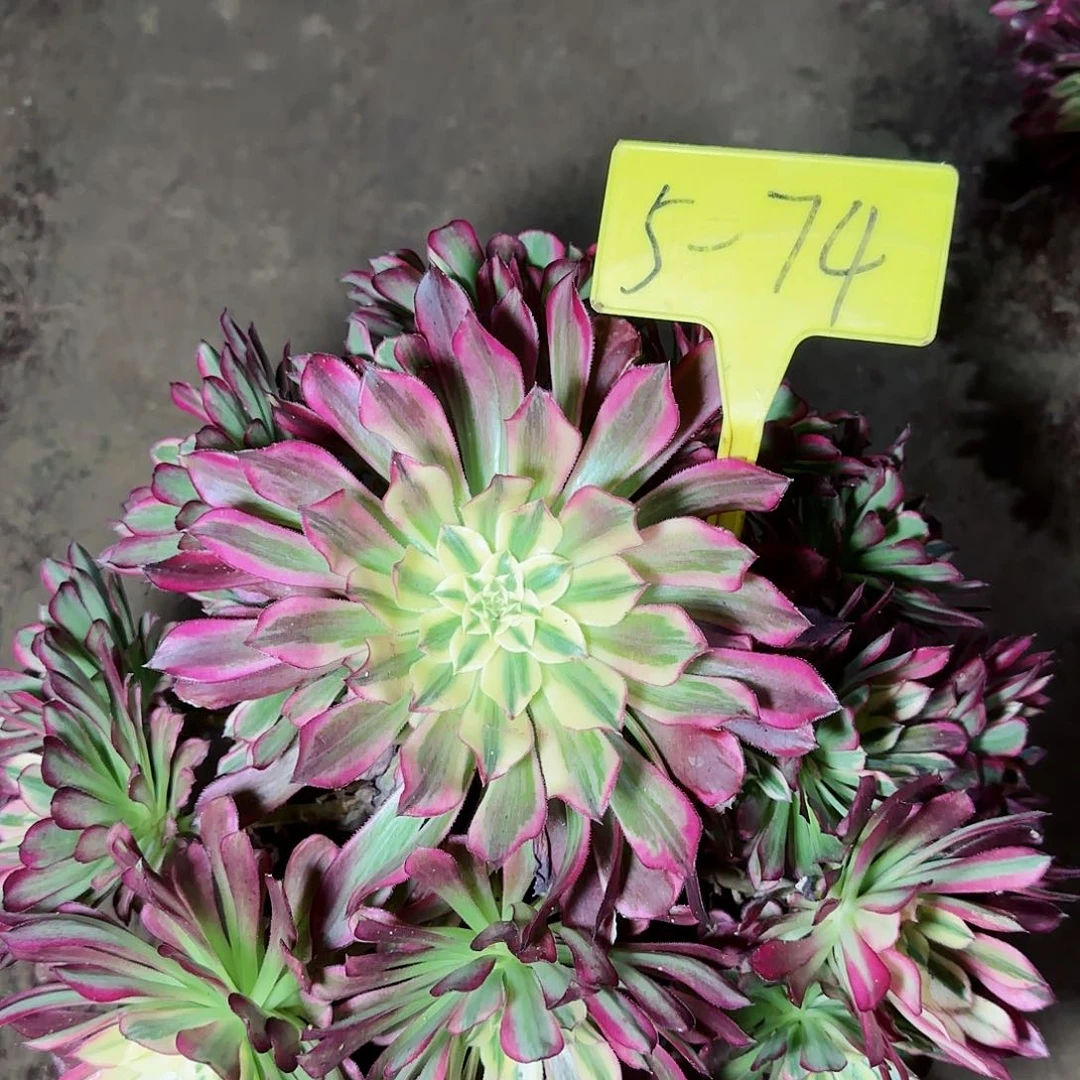 5-74---多头多肉植物