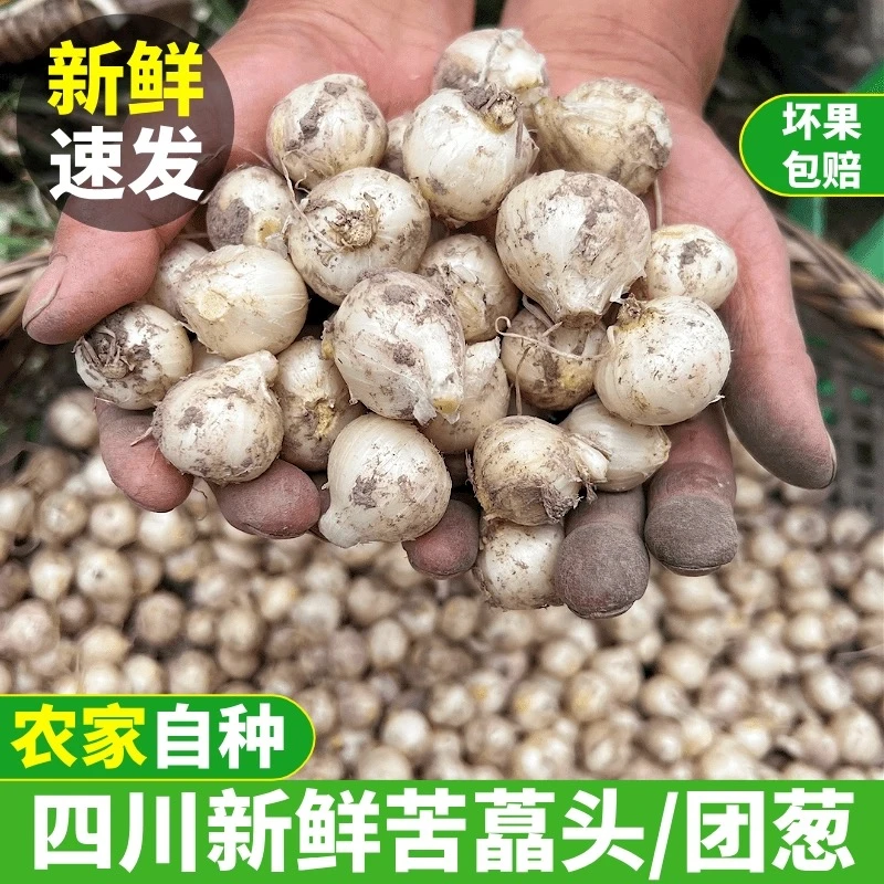 现挖四川苦藠团葱小蒜小根蒜野葱团葱洋葱头苦茭小薤白带泥发货