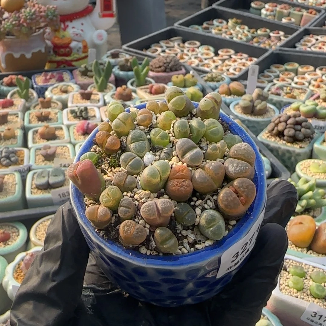 喵****3271-一物一拍 带盆