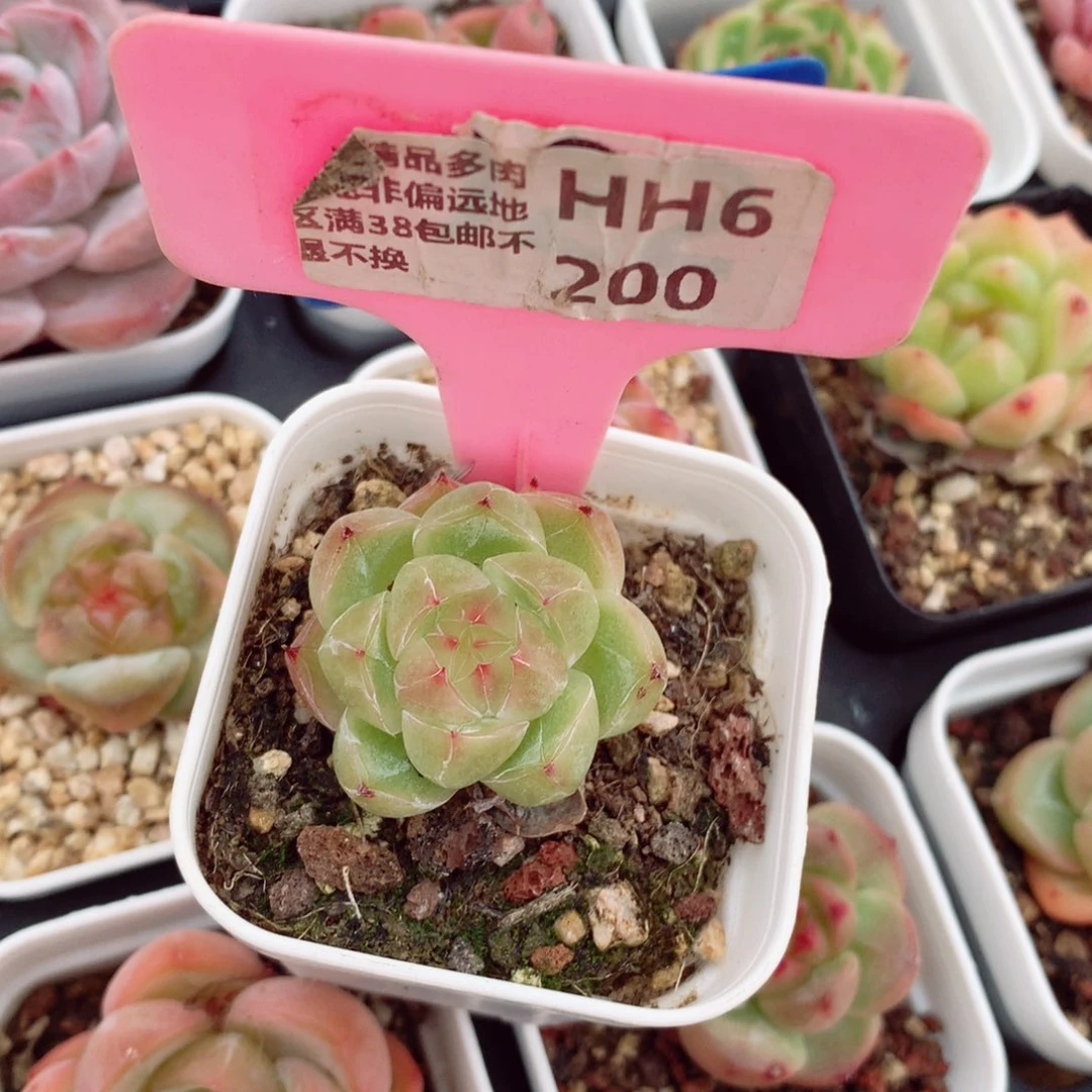 珍妮3cm多肉植物