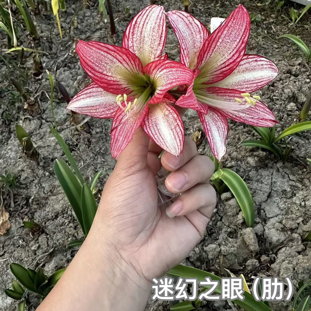 S孤挺花园 迷幻之眼（肋）+梦天堂（肋）（老晨育种）组合 裸球