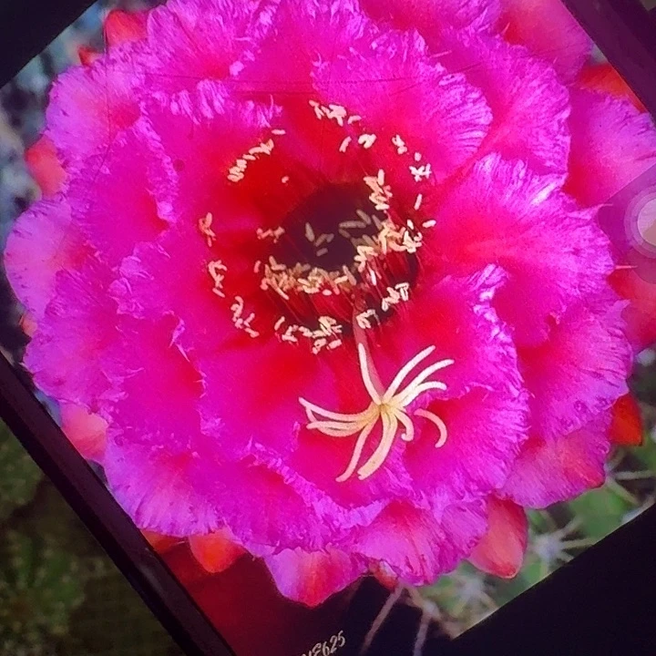 流苏侧芽5公分毛花柱