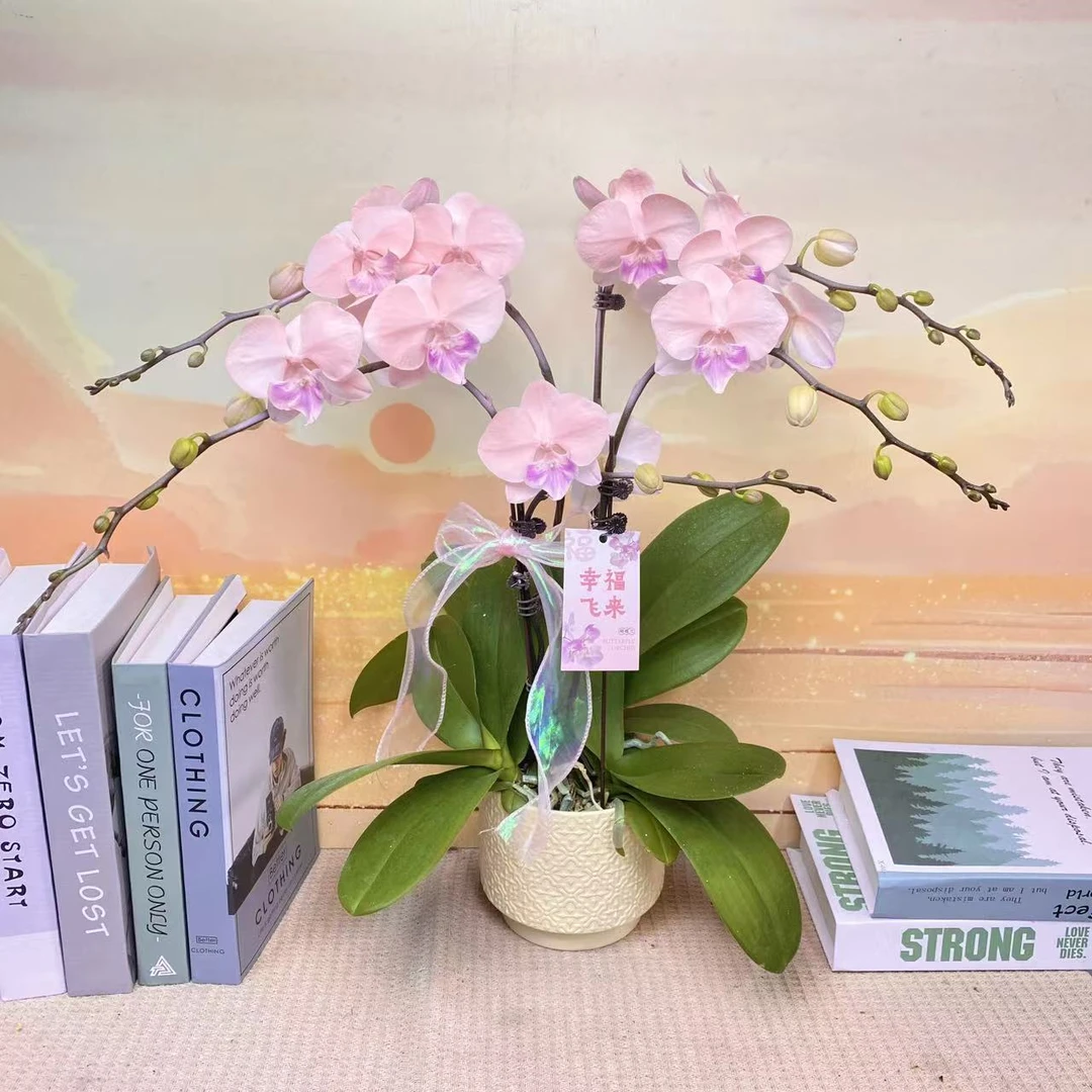 日月之光 蝴蝶兰 特殊工艺 欧品马卡龙 粉色系 蝴蝶兰 真花