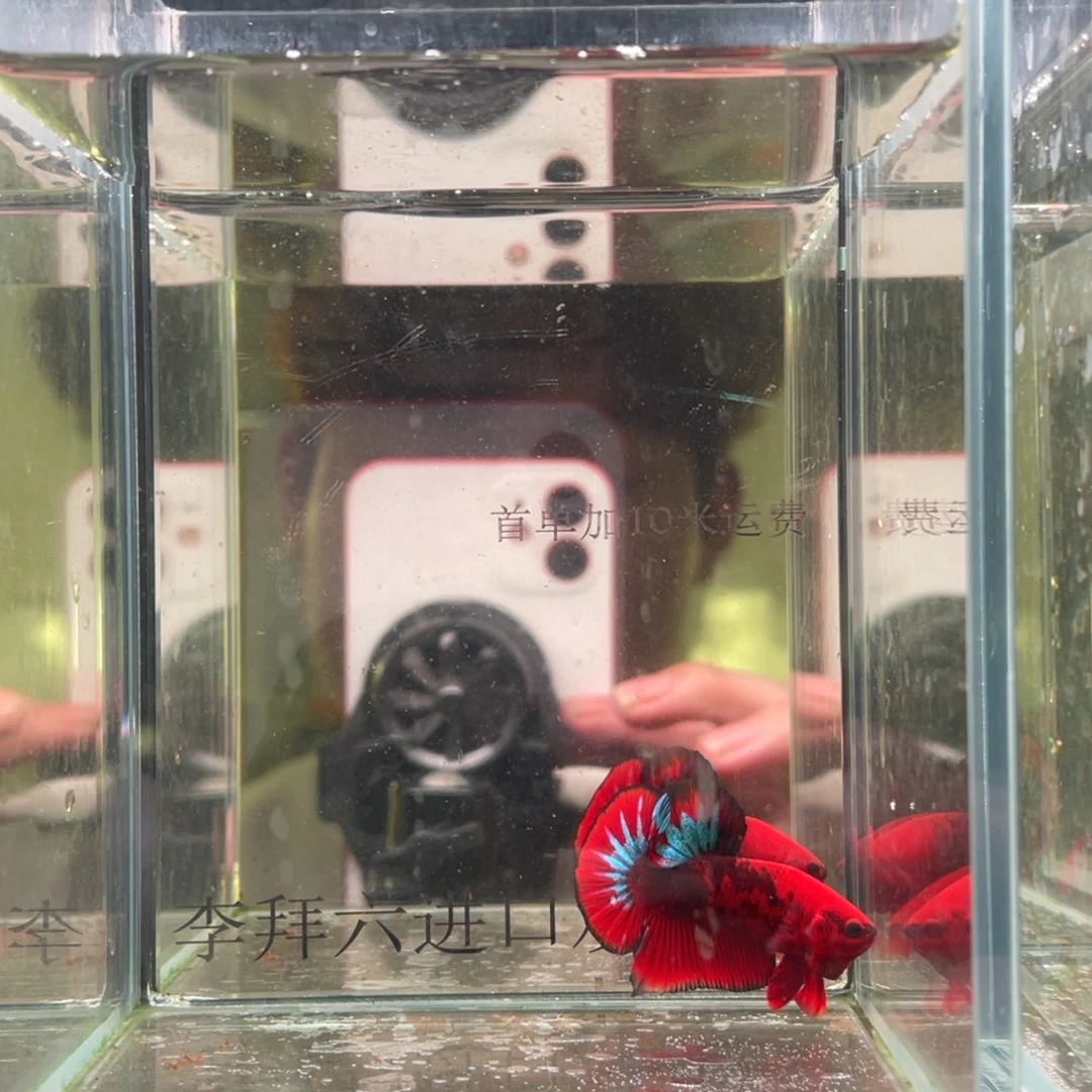 斗鱼印尼精品斗鱼70