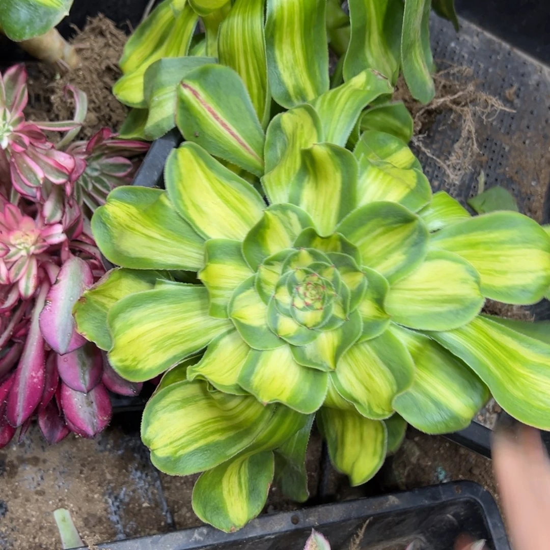 199暴君多肉20一颗