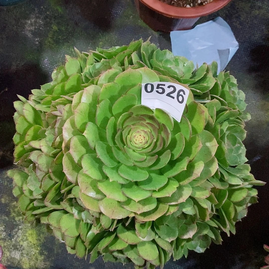 红陶0526万圣4多肉