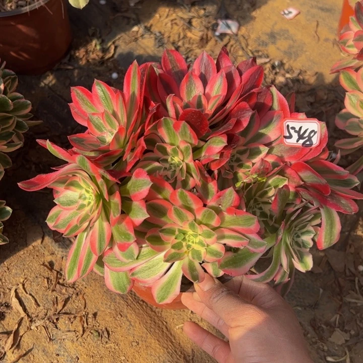 粉女巫多肉植物5-48