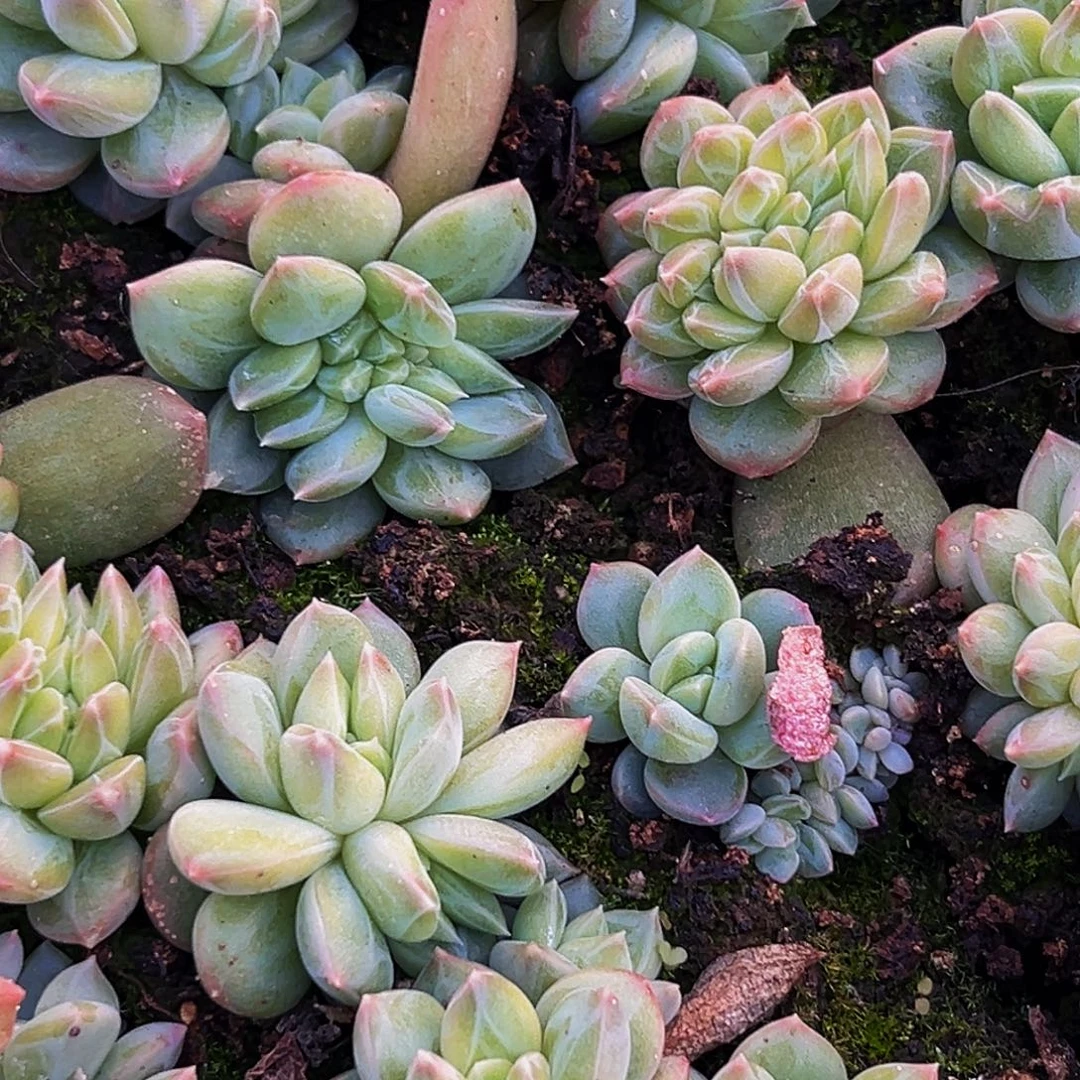 10颗美人系列多肉植物