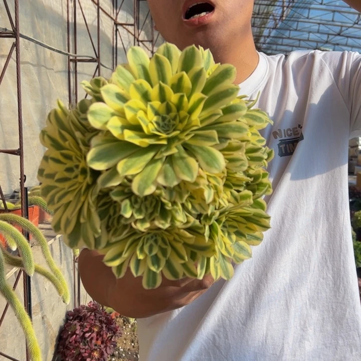 28.8迈巴赫一棵包邮