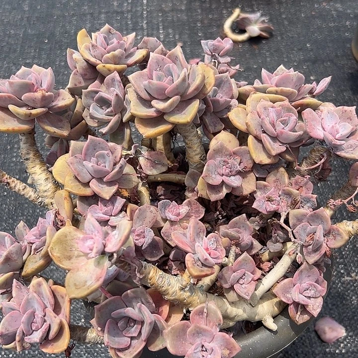 无花朵超大彩虹糖。