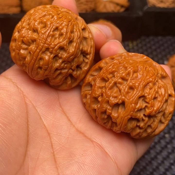 秦岭野生1111111111111