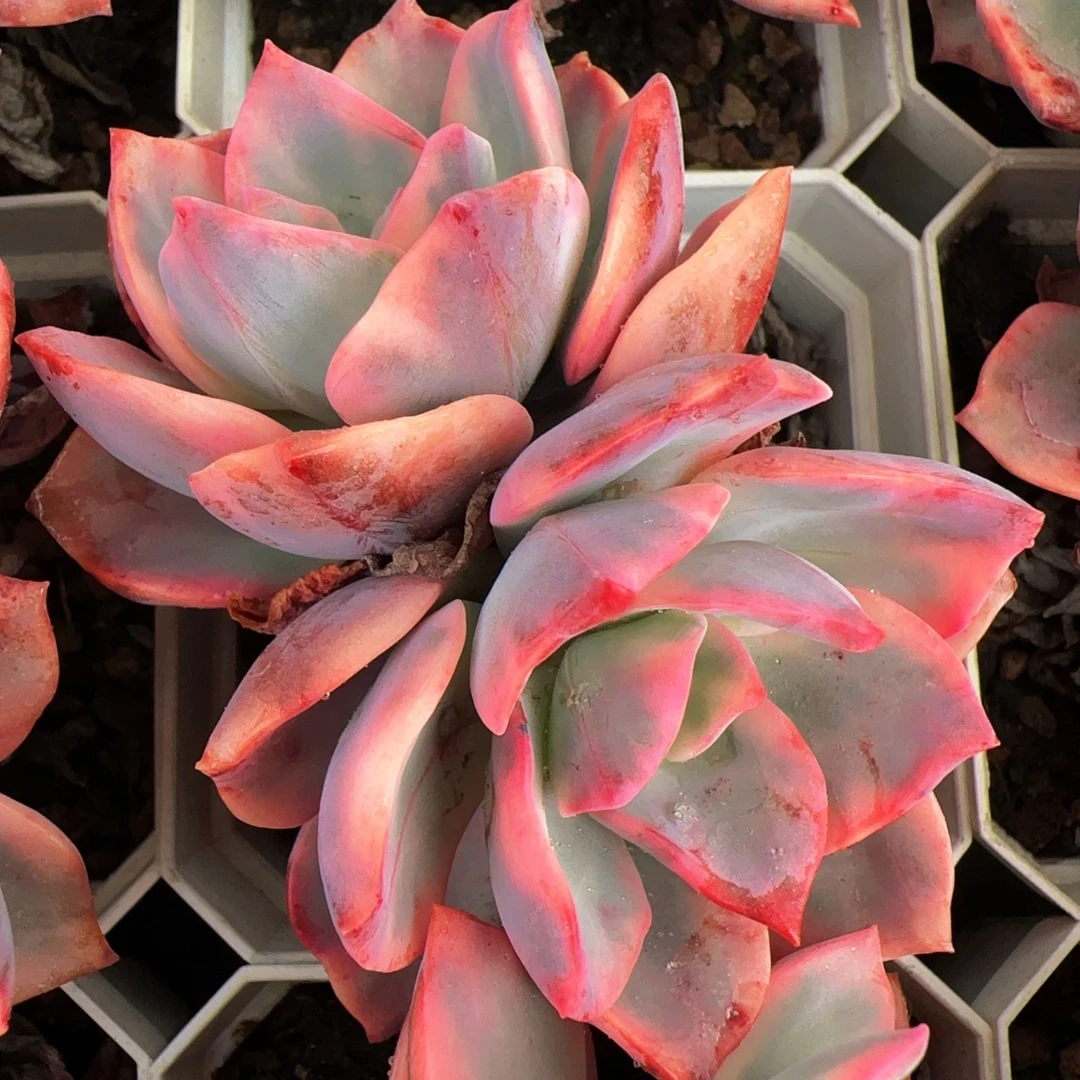 70#双头哈林粉锦(6cm)脱土金先生新手精品多肉