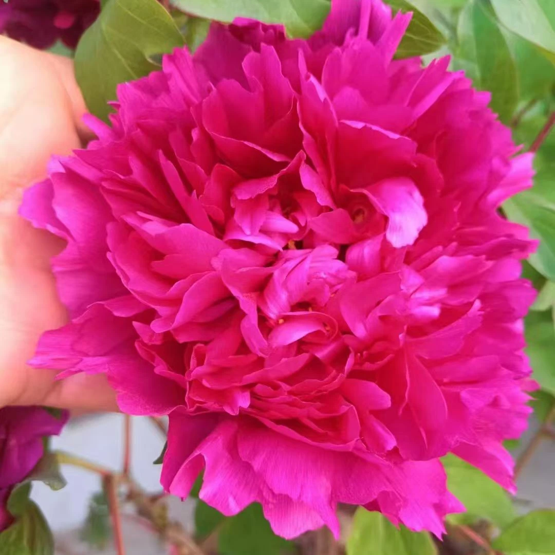 【紫罗兰】重瓣牡丹花苗大花盆栽室外耐寒庭院地栽室内阳台盆栽绿植