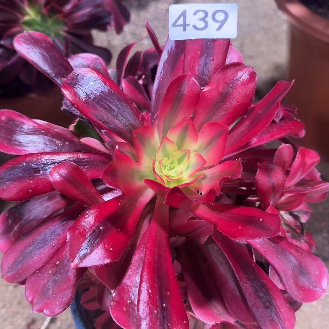 多肉植物法师美杜莎439