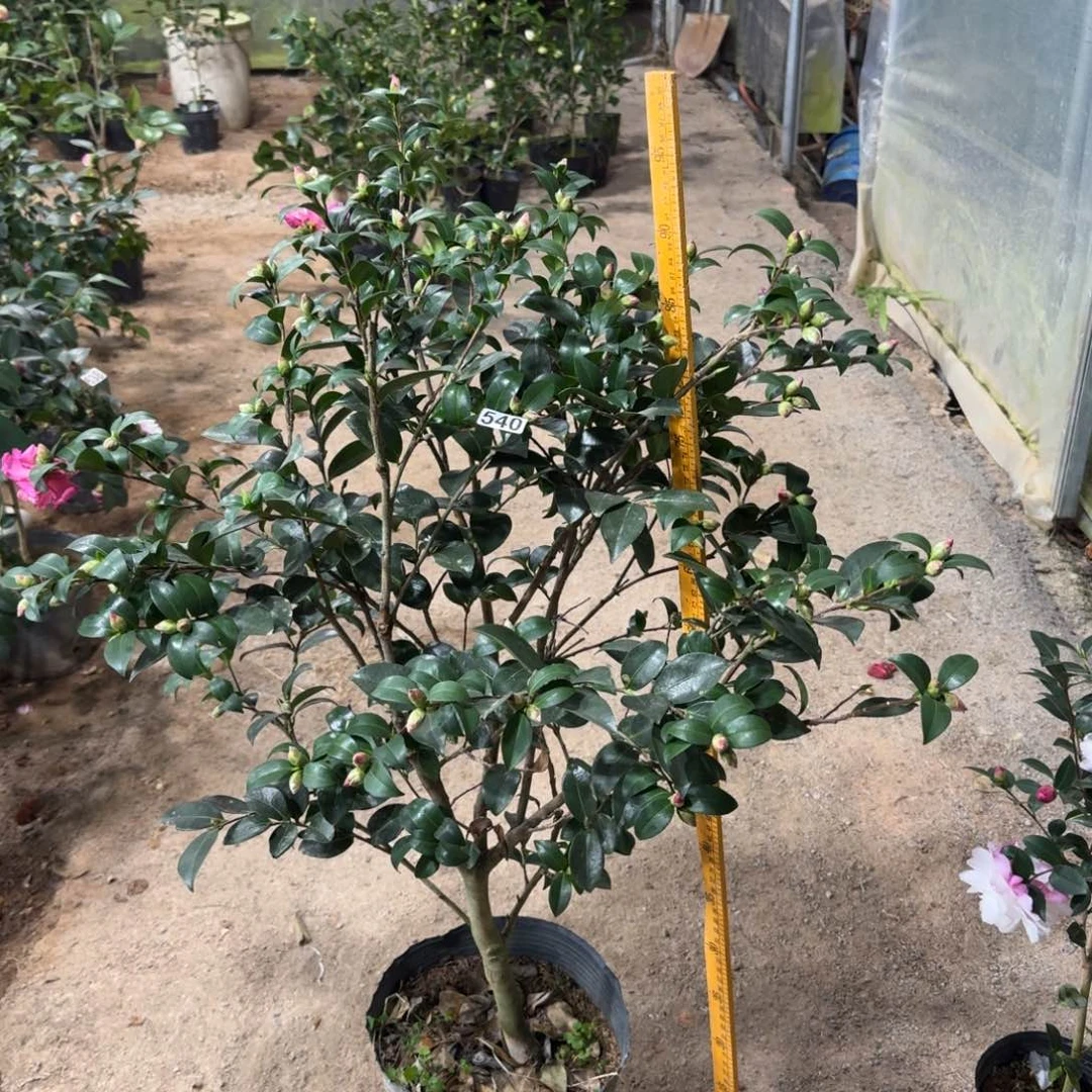 少量花朵（建议范围：2朵-5朵 或40%以下）540不知名茶梅