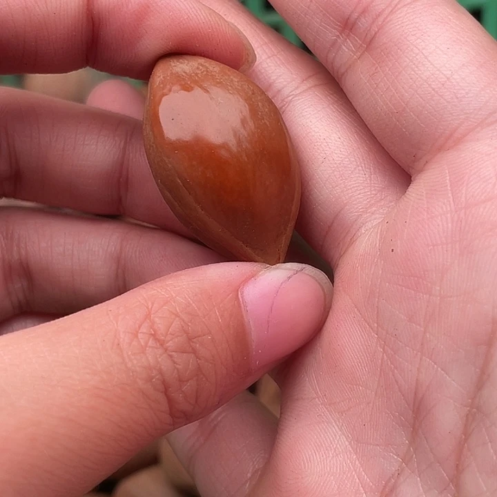 最***皮橄榄核手串/手链橄榄