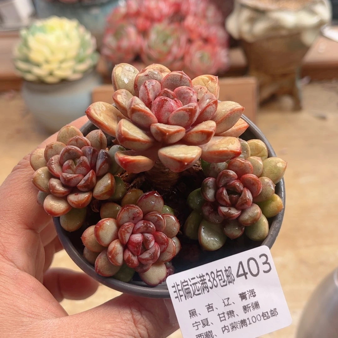 403葡萄德华多肉