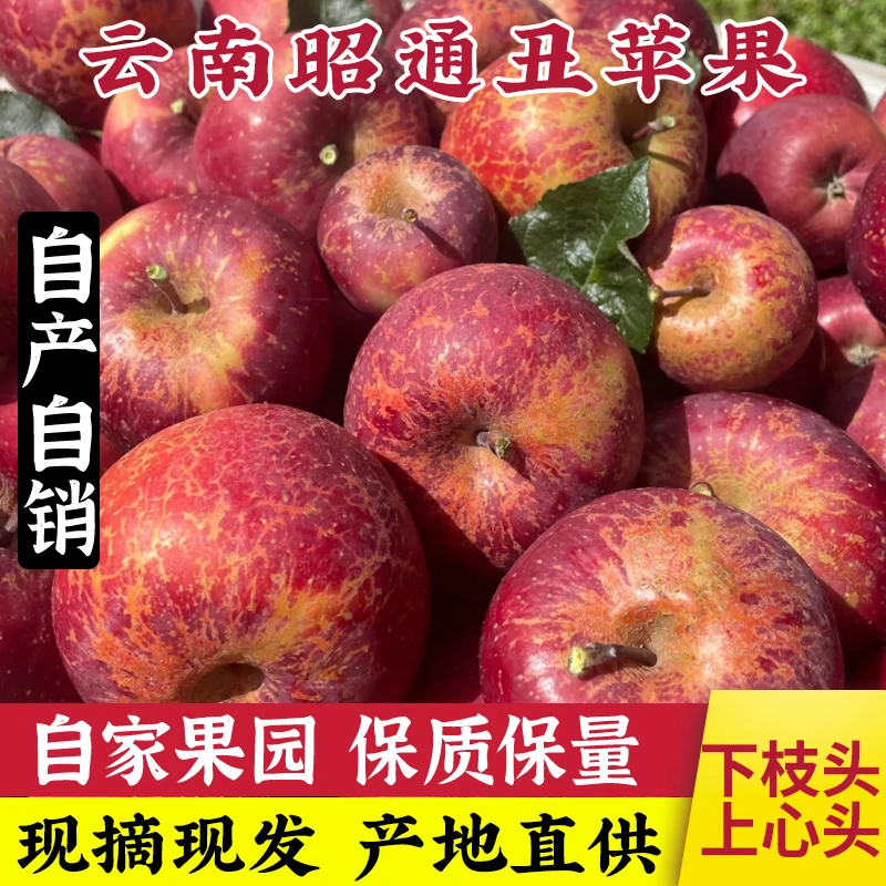 正宗云南昭通丑苹果冰糖心新鲜采摘脆甜水果产青头85蛇果粉面苹果