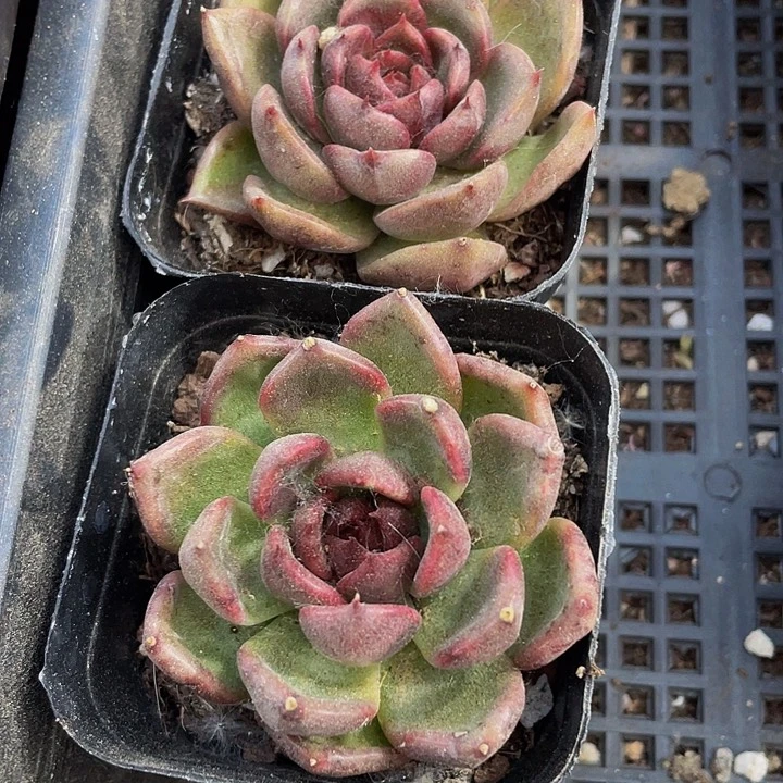 6.5方黑水晶玫瑰带盆