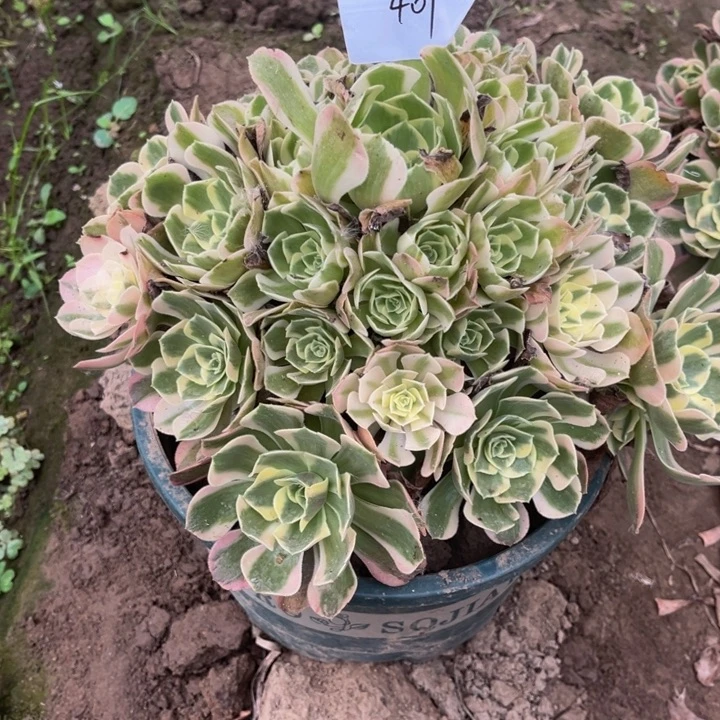 401女郎多肉植物法师