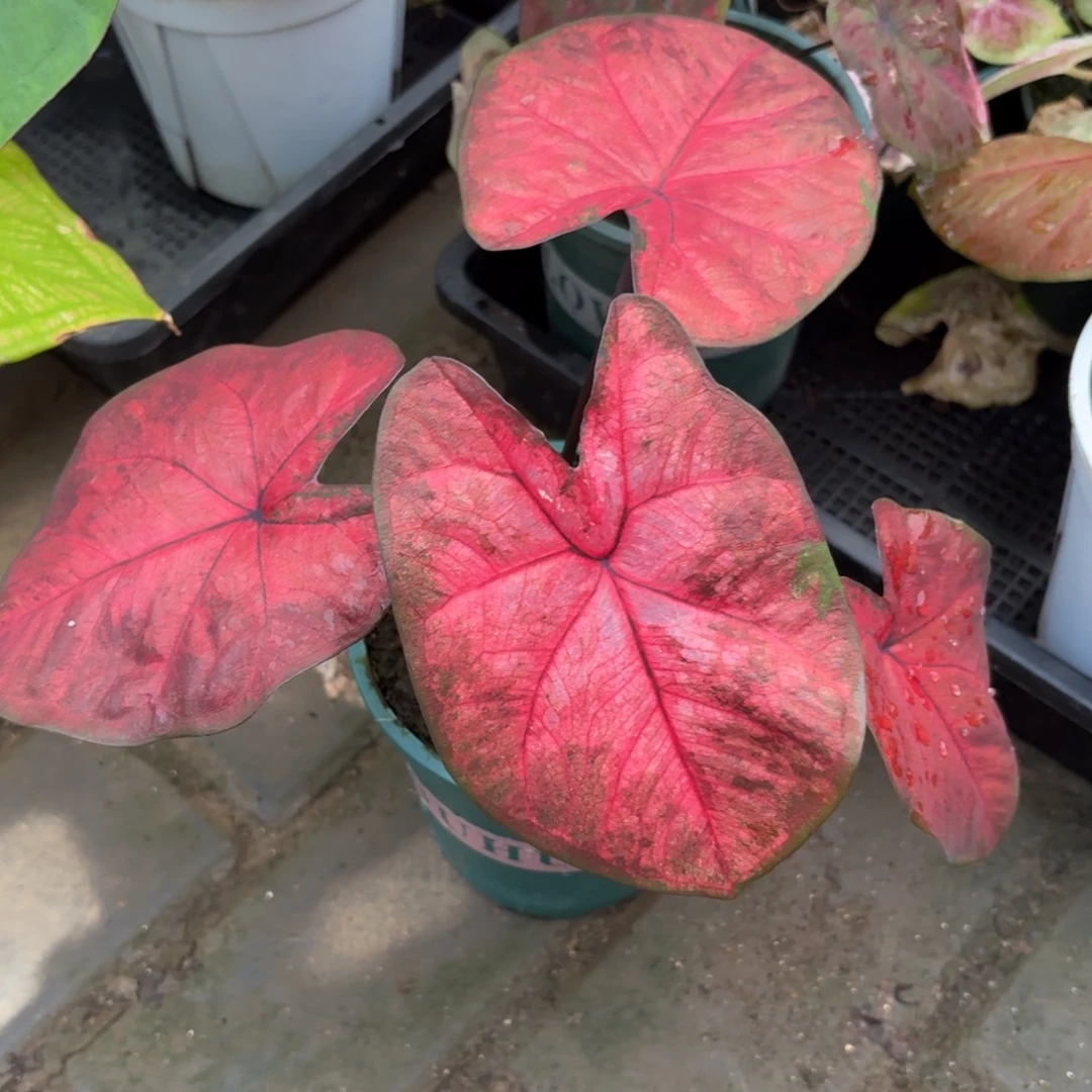 泰国彩叶芋20-1104